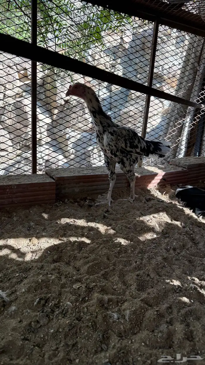 دجاجه سنديه بطله منتجه 0