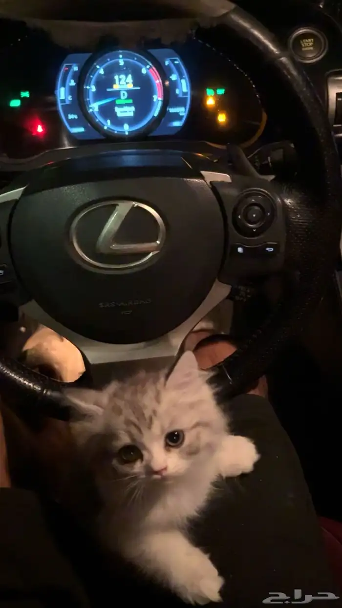 قط شيرازي 4 شهور 2
