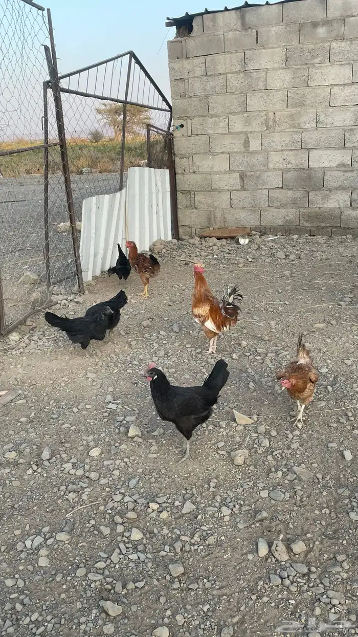 دجاج بلدي 1