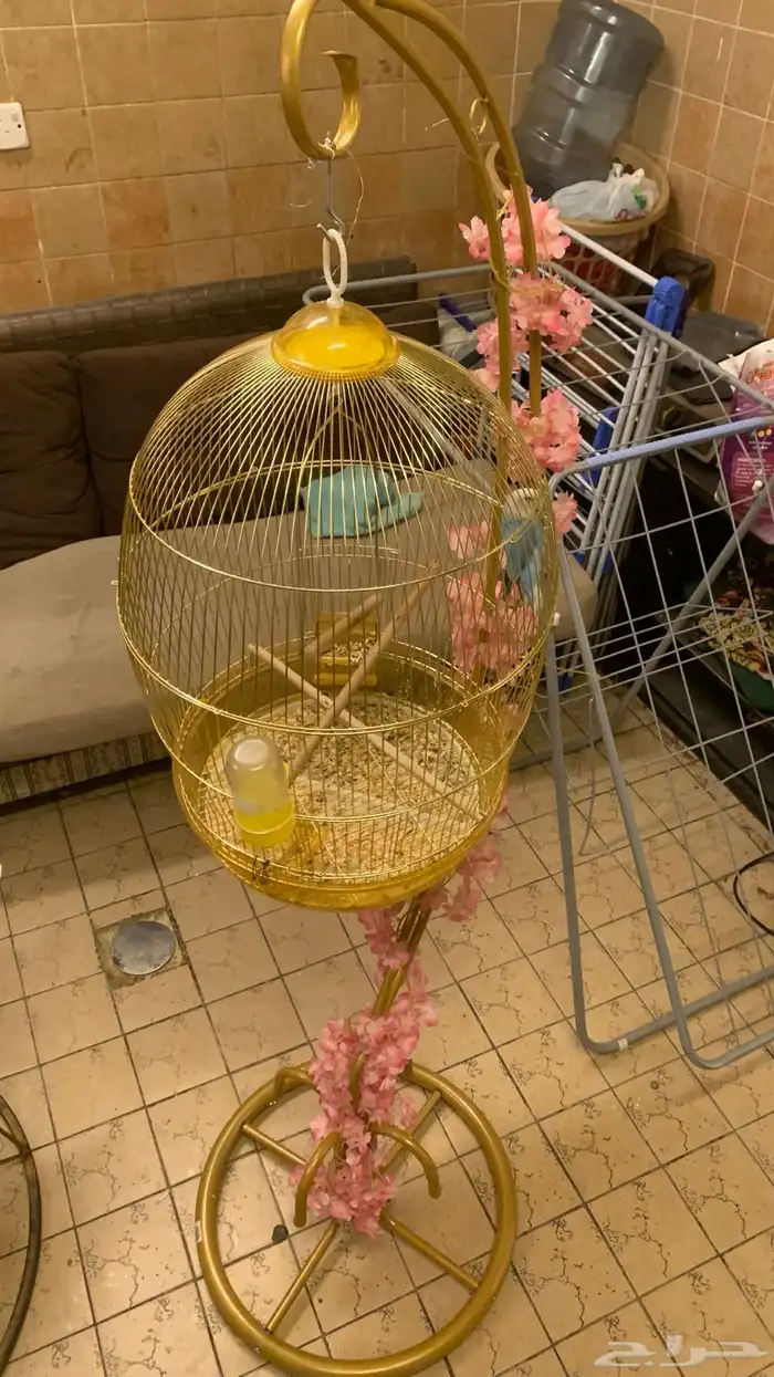 للبيع طير روز 2