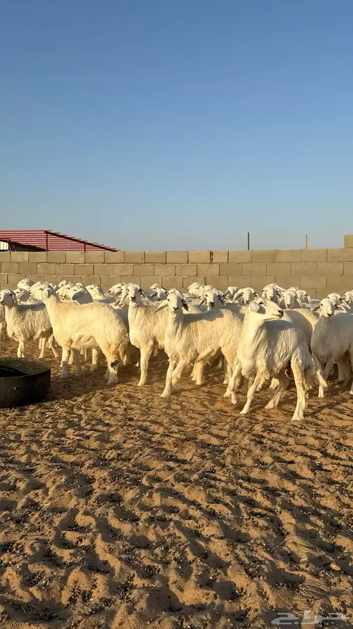 رخال حريات جذعات منوة مدورين الزين 13