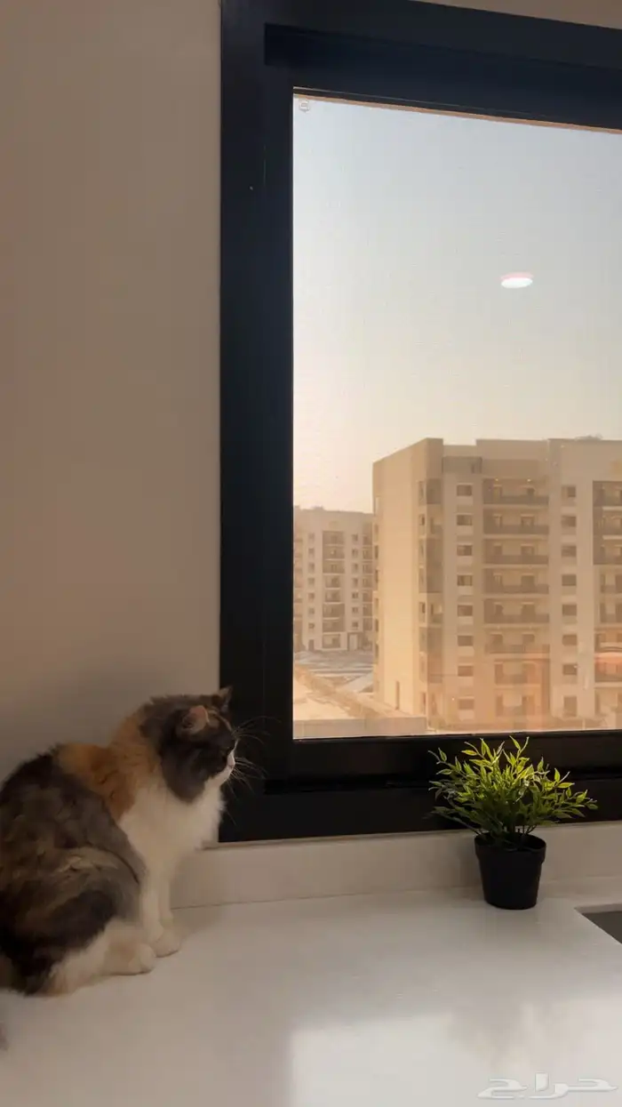 قطة شيرازيه للتبني ب جده حي الاصاله 0
