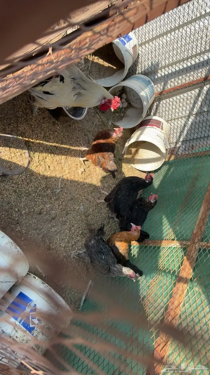دجاج 2