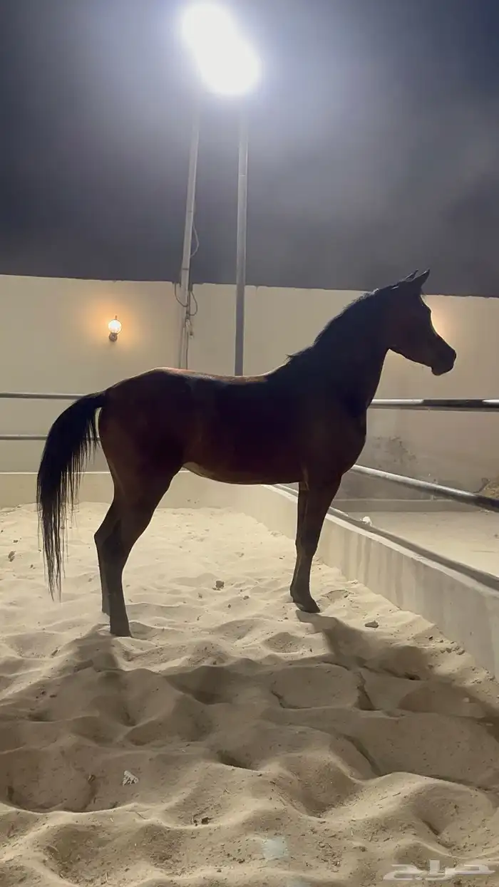 مهره شعبيه فاخره وجميله جدا 0