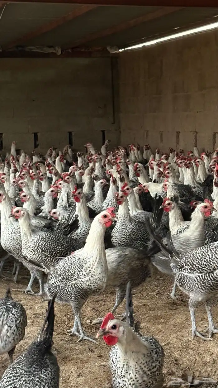 دجاج بياض فيومي سوبر جامبو 1000 حبه 2