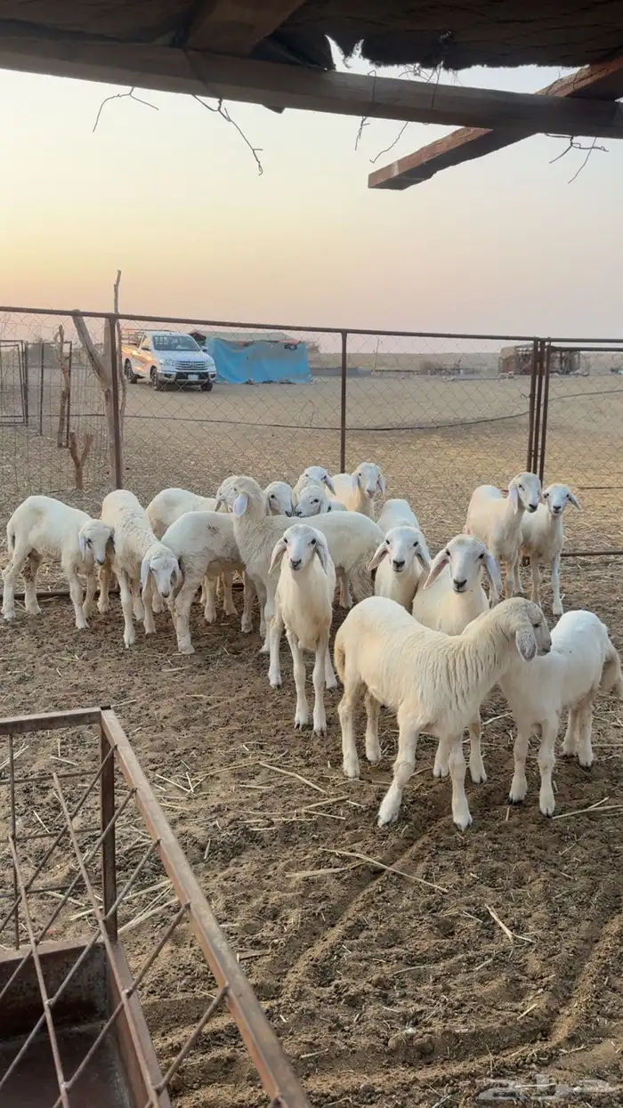 طليان ورخال تربيه المظيلف دوقه 1