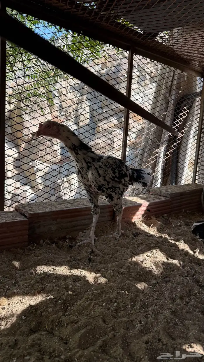 دجاجه سنديه بطله منتجه 1