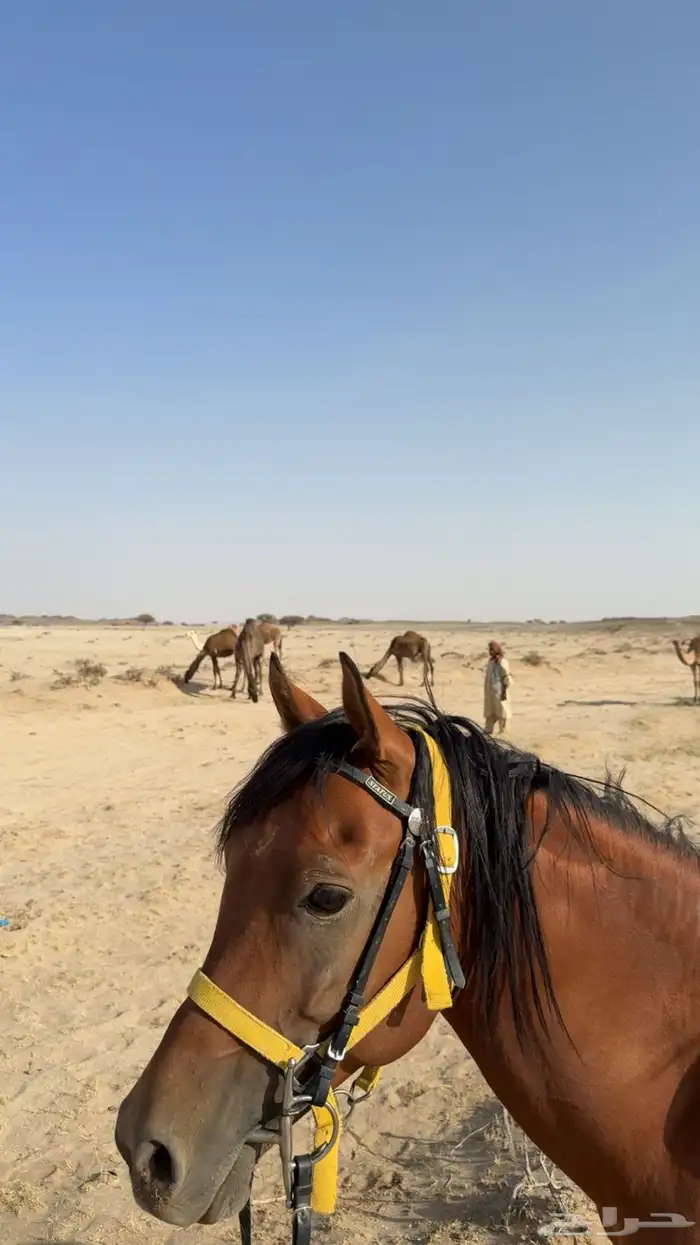 حصان شعبي 2