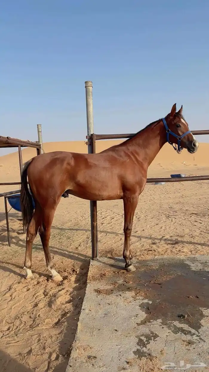 مهر واهو شيخ 2