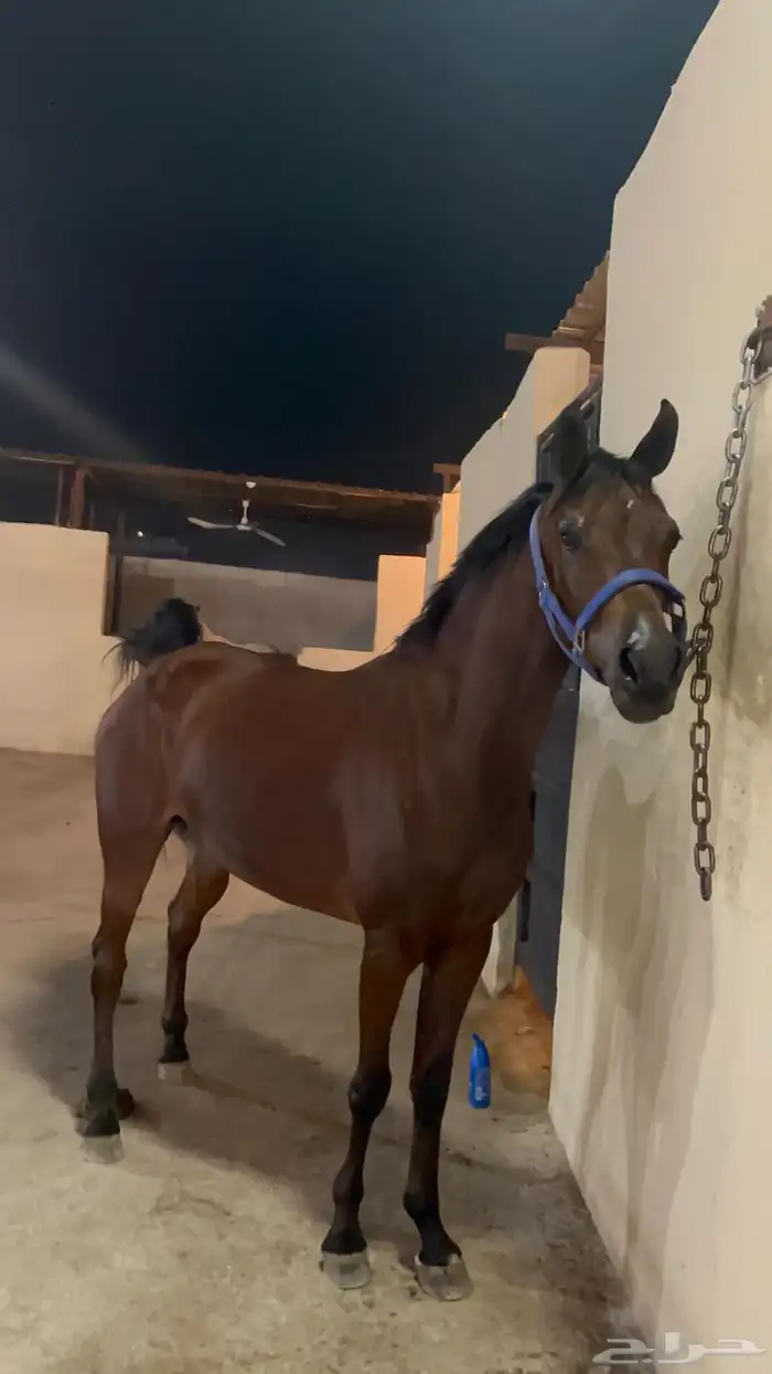 مهره شعبيه فاخره وجميله جدا 1