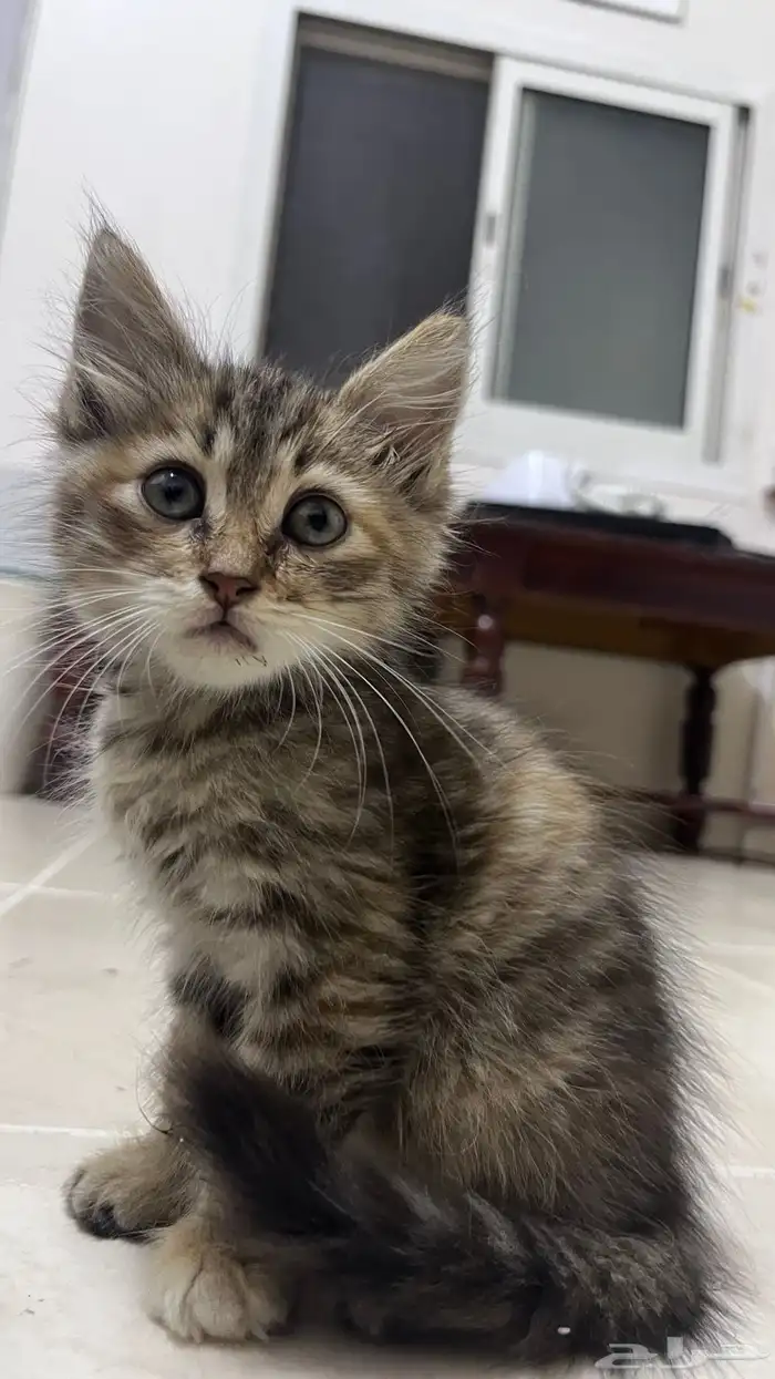 قطط شيرازي للتبني الخبر 0