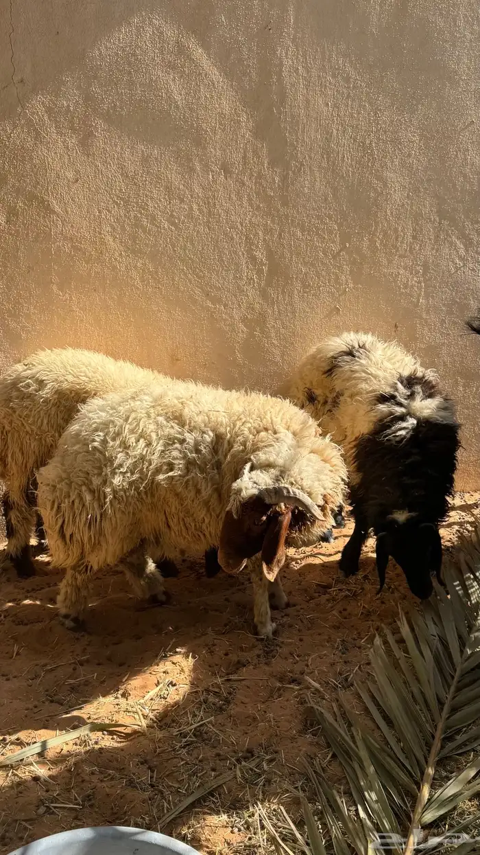 طليان نعيمي 7