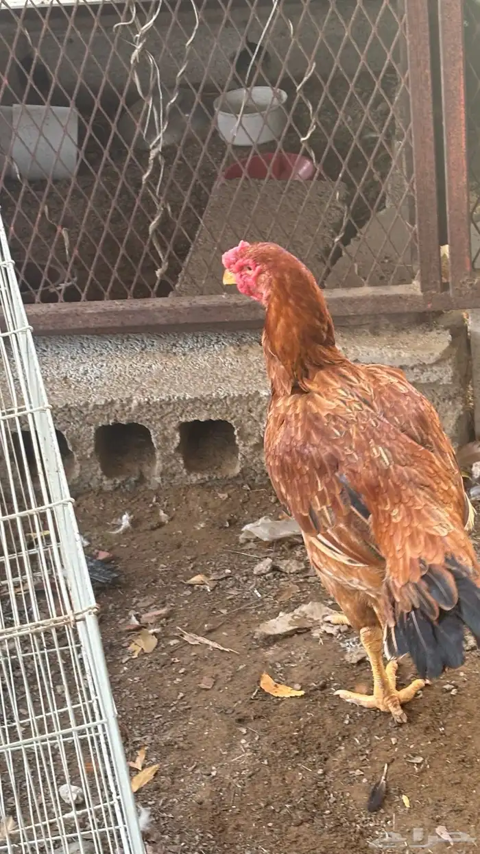 دجاجتين فارسي وباكستاني 2