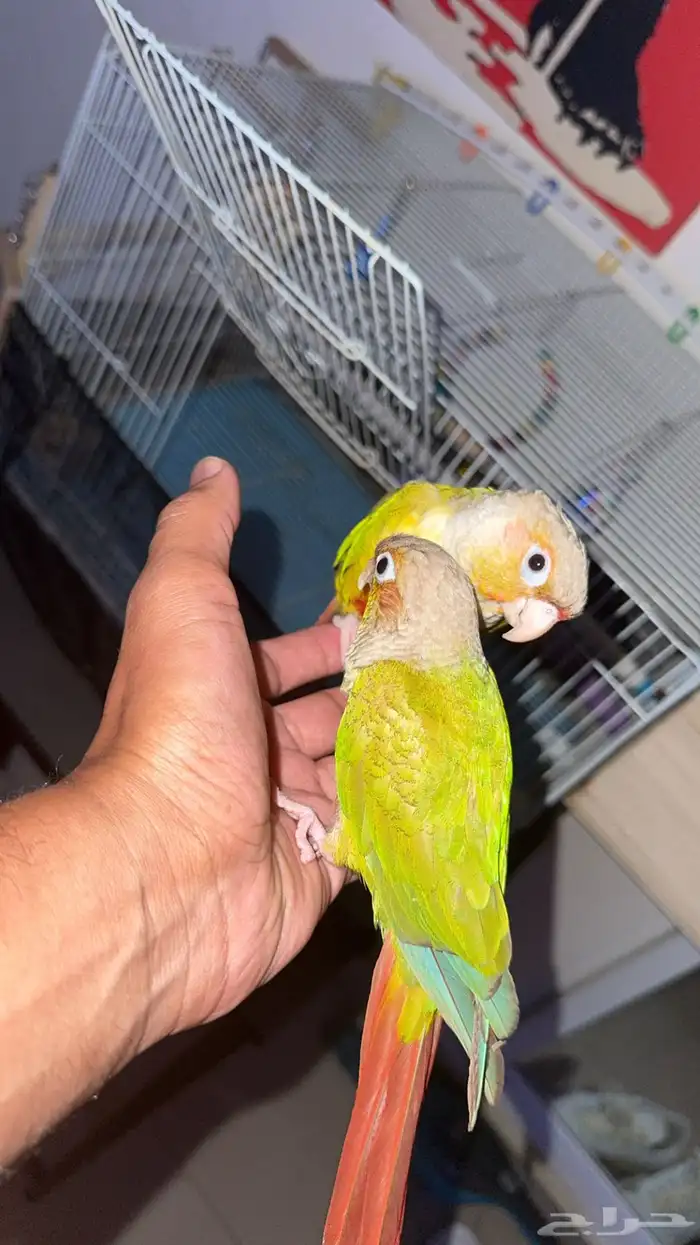 زوج كنيور اناناس انثى محلله وذكر منتج 2