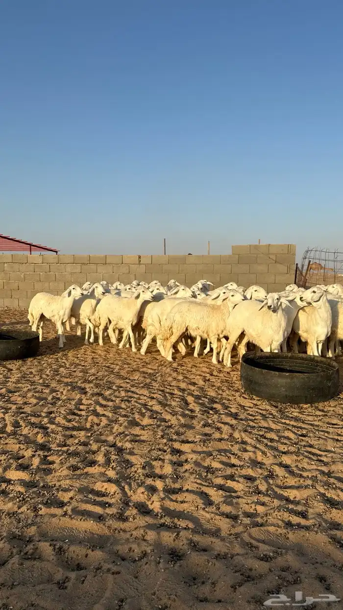 رخال حريات جذعات منوة مدورين الزين 11