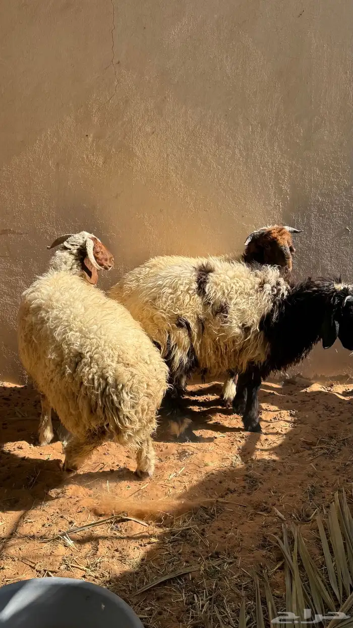 طليان نعيمي 1