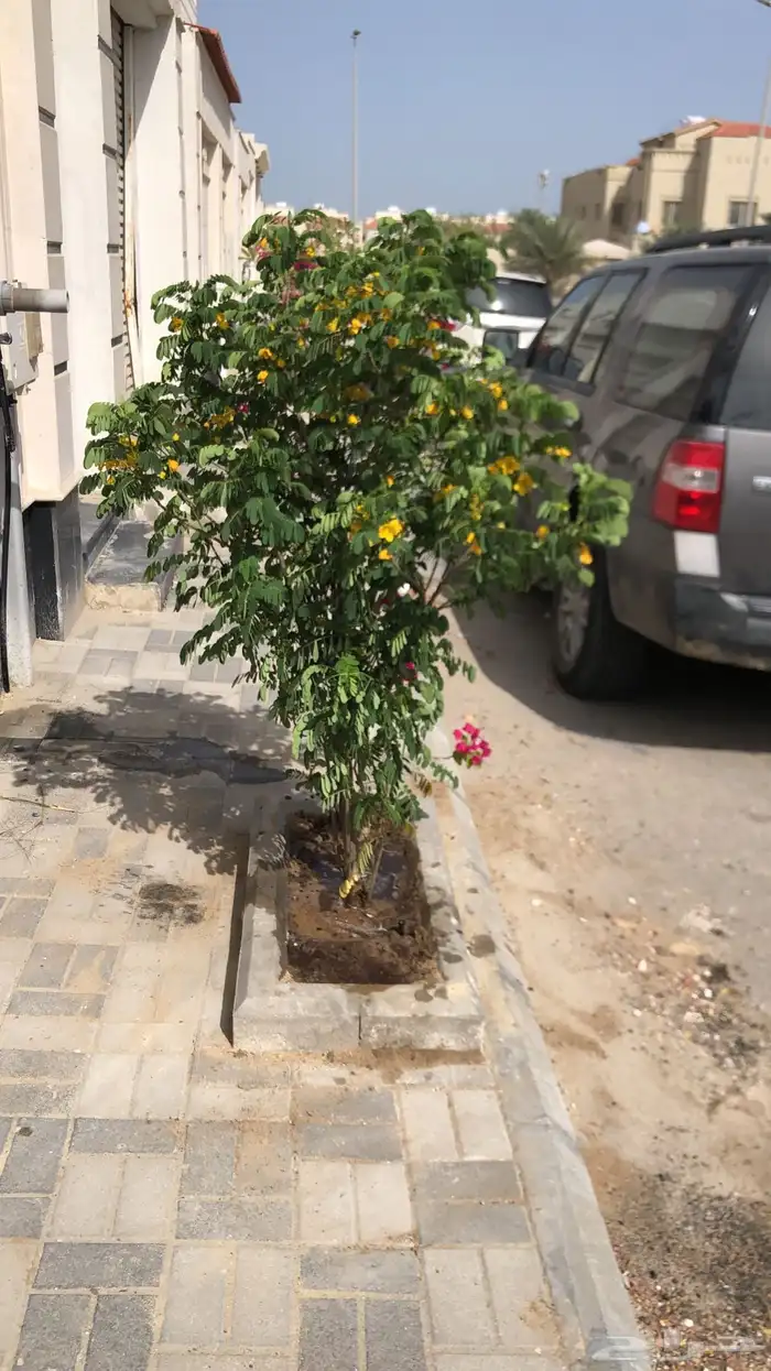 تنسيق الحدائق المنزلية 28