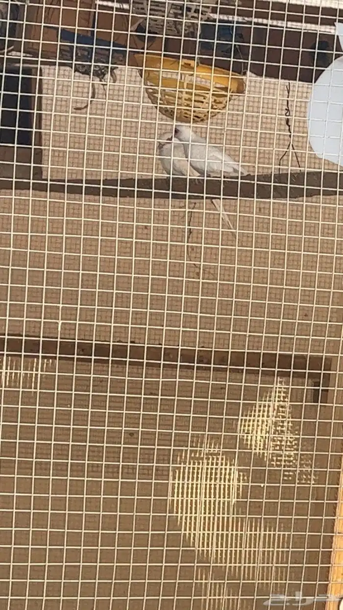 يمام ماسي سنو وايت نوادررر 0