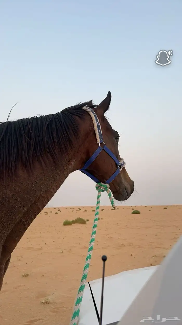 حصان إنجليزي هادي شرط يصلح حق المبتدئين 2