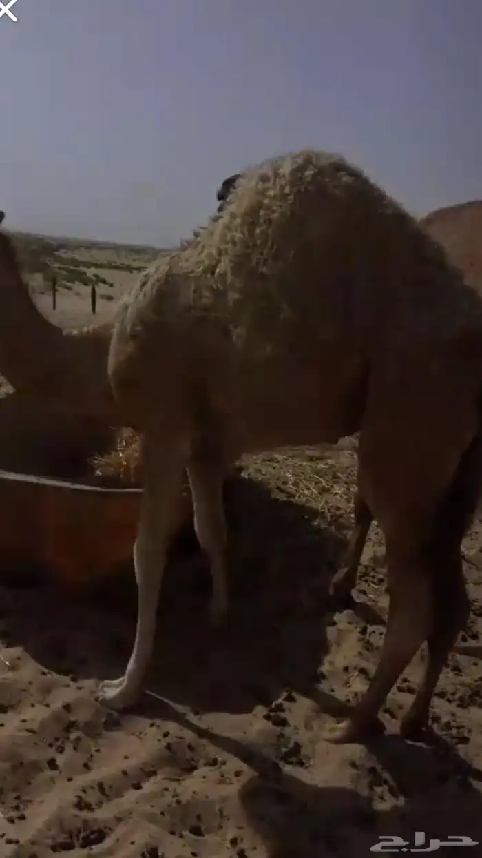 (للبيع قعود فاخر العمر ثمان شهور على حليب امه ) 1
