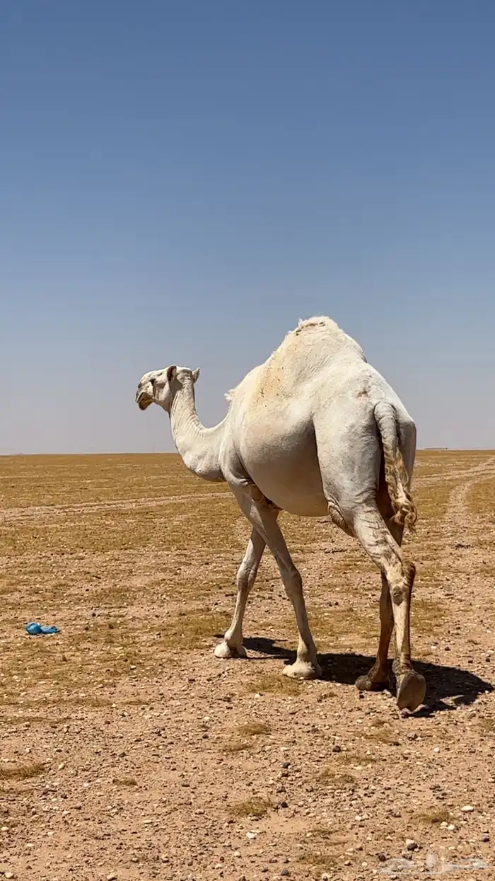 للبيع ضروبه وضحاء في رأسها سديس 1