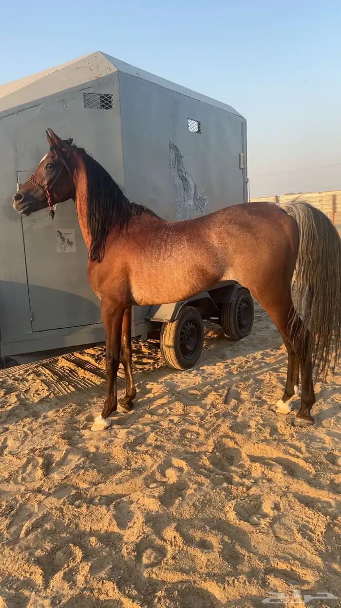 عربه نقل خيل 1