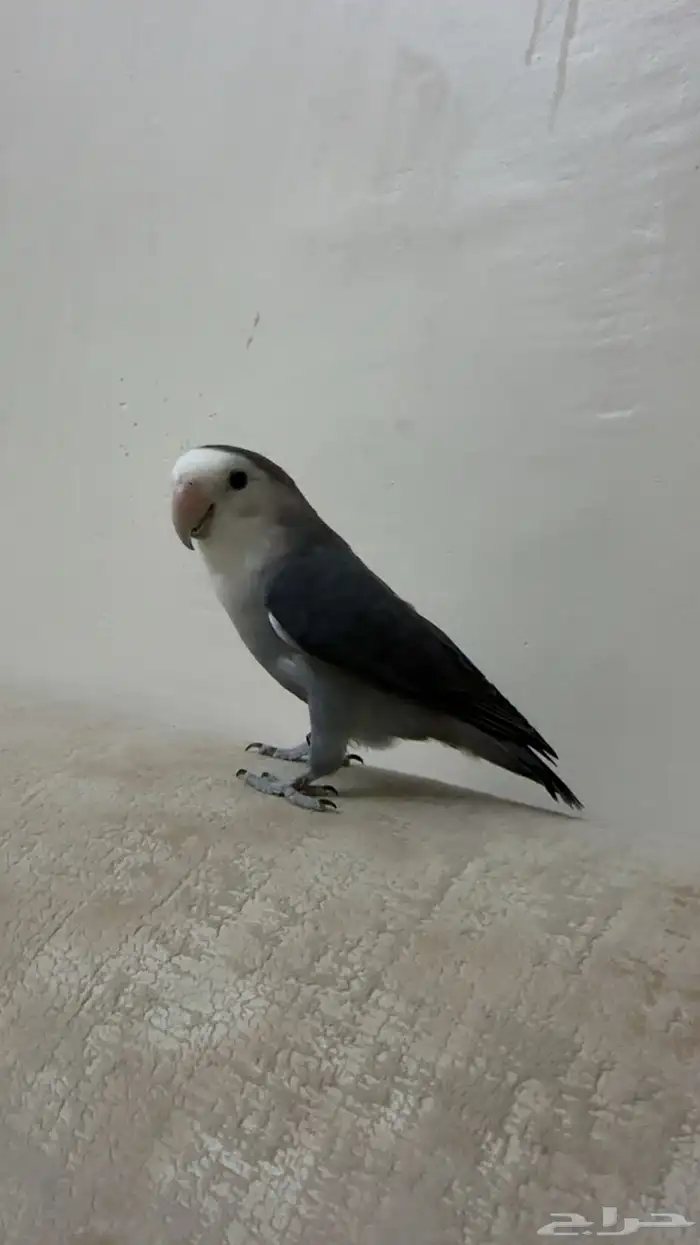 ذكر روز منتج 3