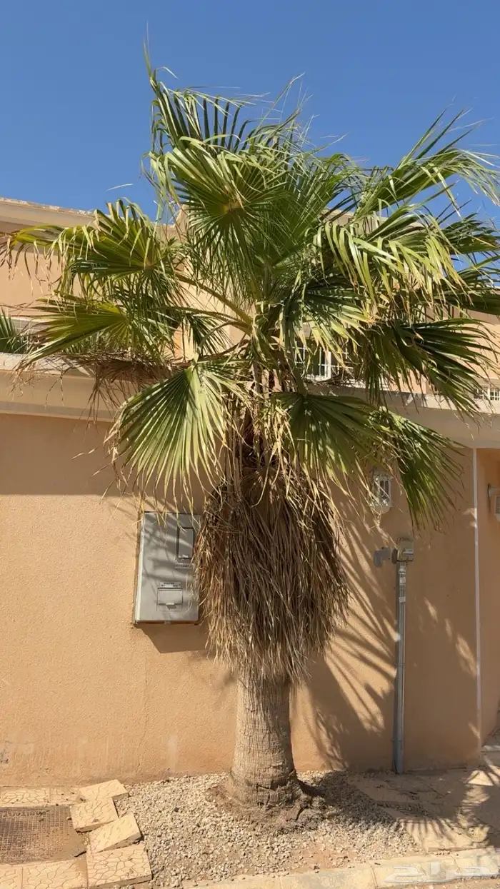 نخله امريكيه 0