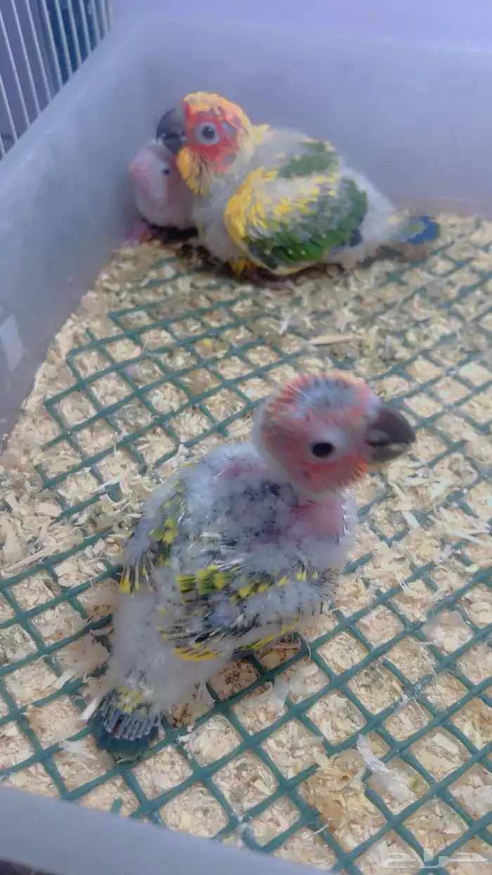 فروخ صن كنيور صبغه قويه 4