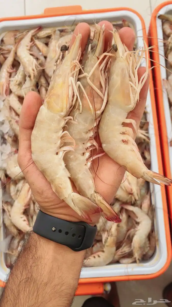 محل ابو علي العرادي للاسماك والربيان 5