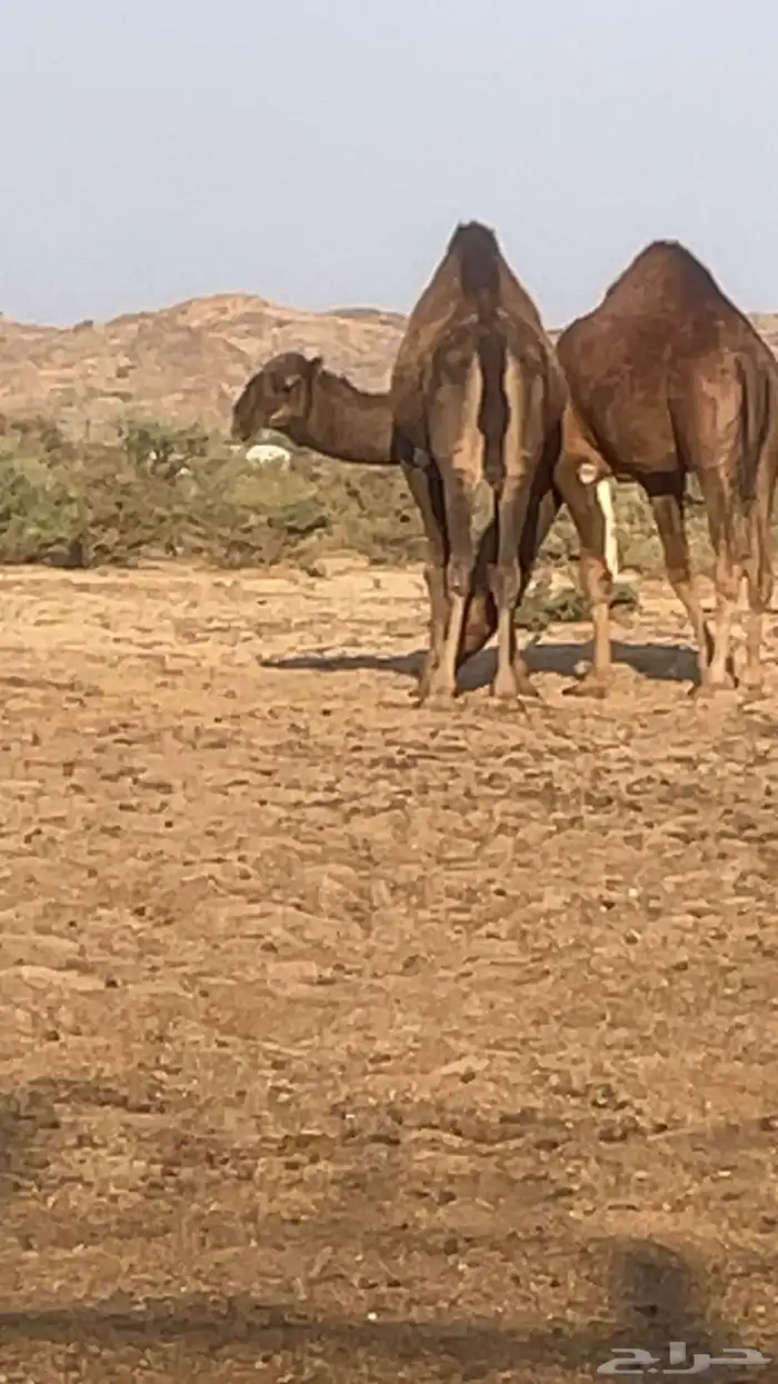 مشروع قعدان فحول 0