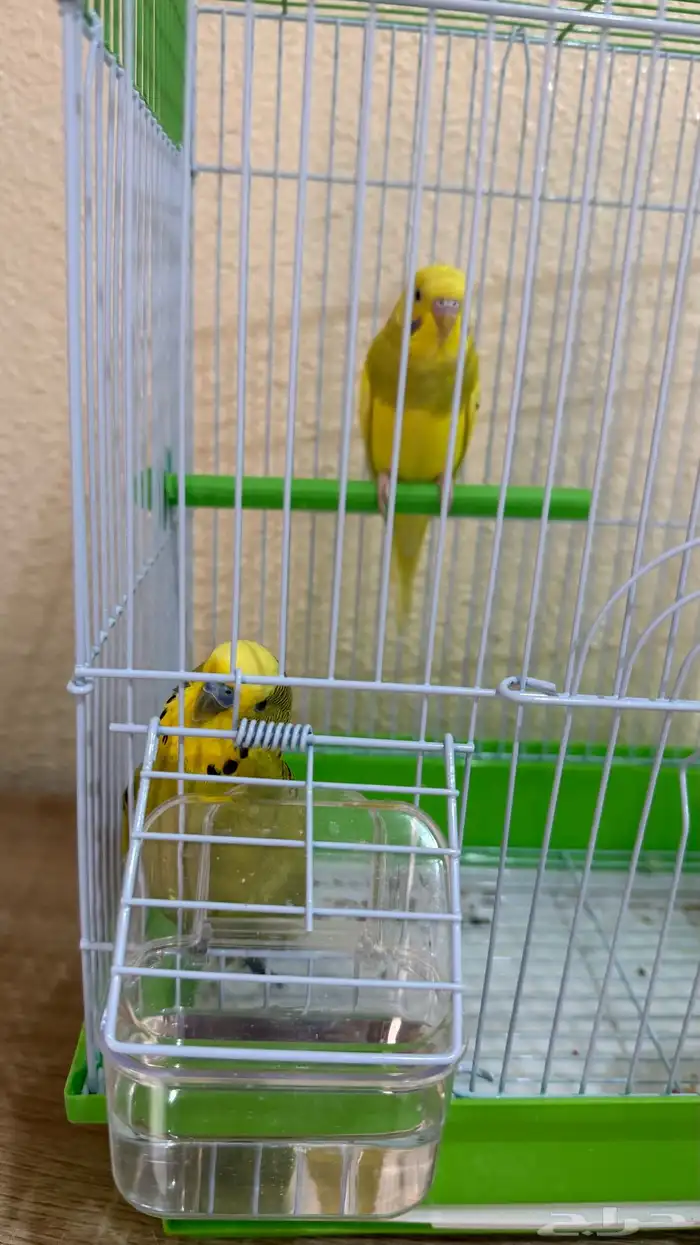 للبيع طيور حب 3