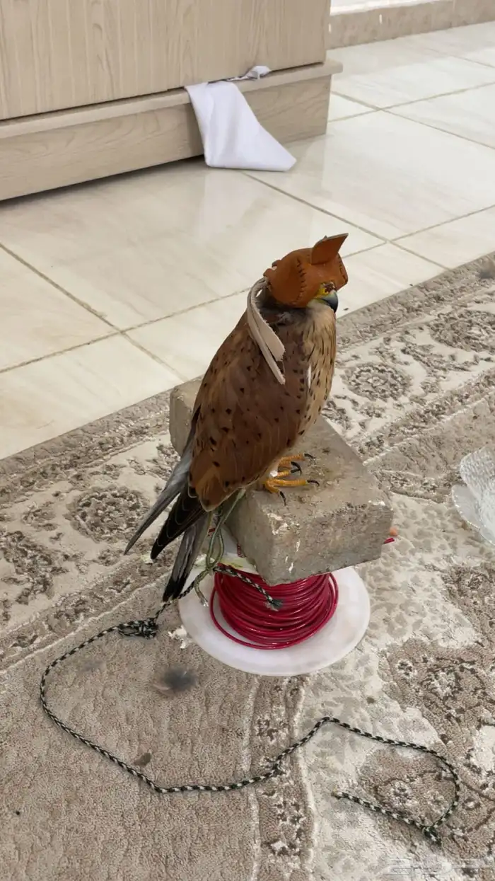 باشق 1