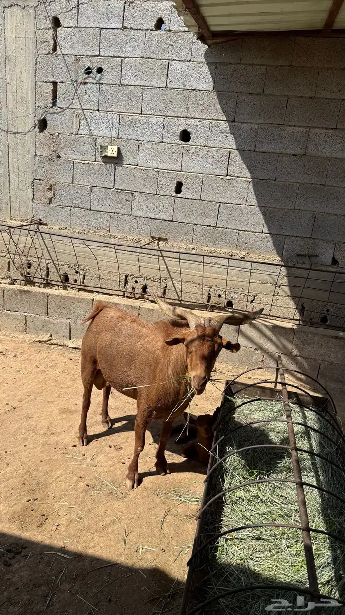 تيس فحل للبيع 4