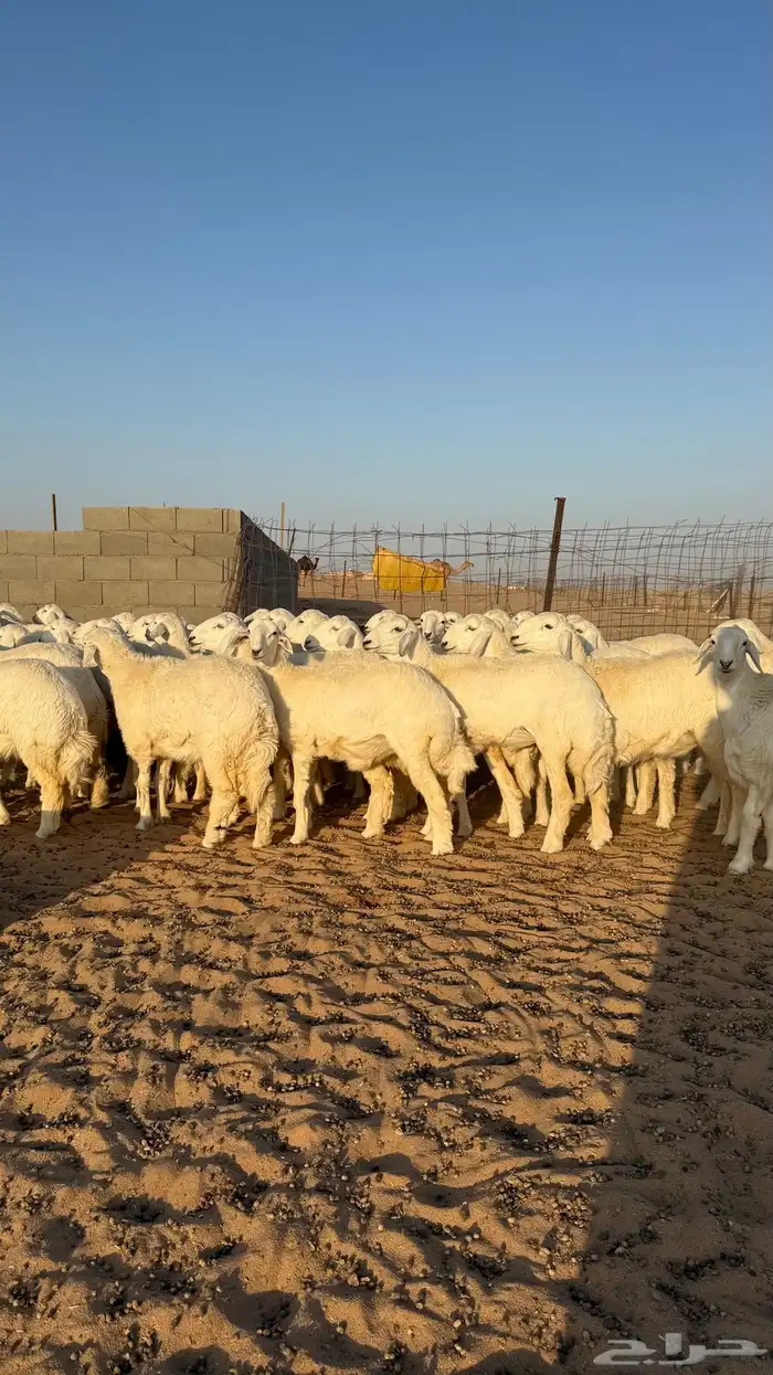 رخال حريات جذعات منوة مدورين الزين 17