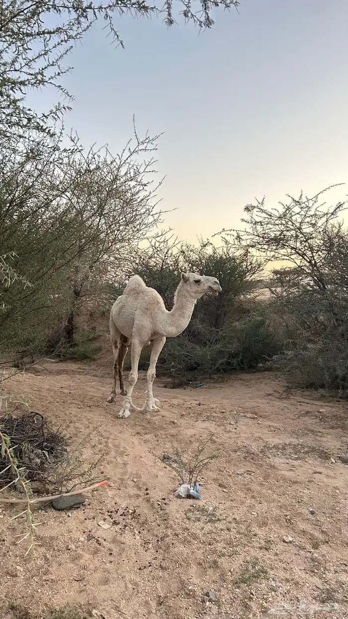 بكره ثنيه عفرا عكشاء 4