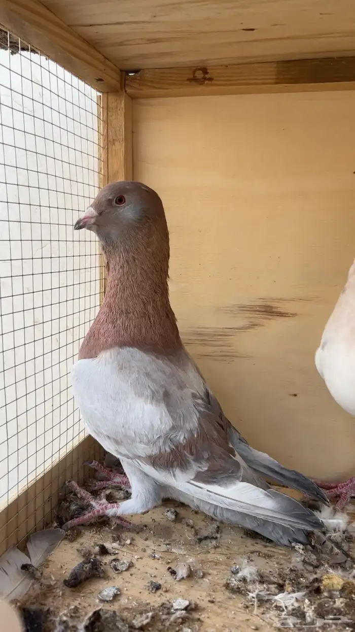 جوز شامو ريحاني 0