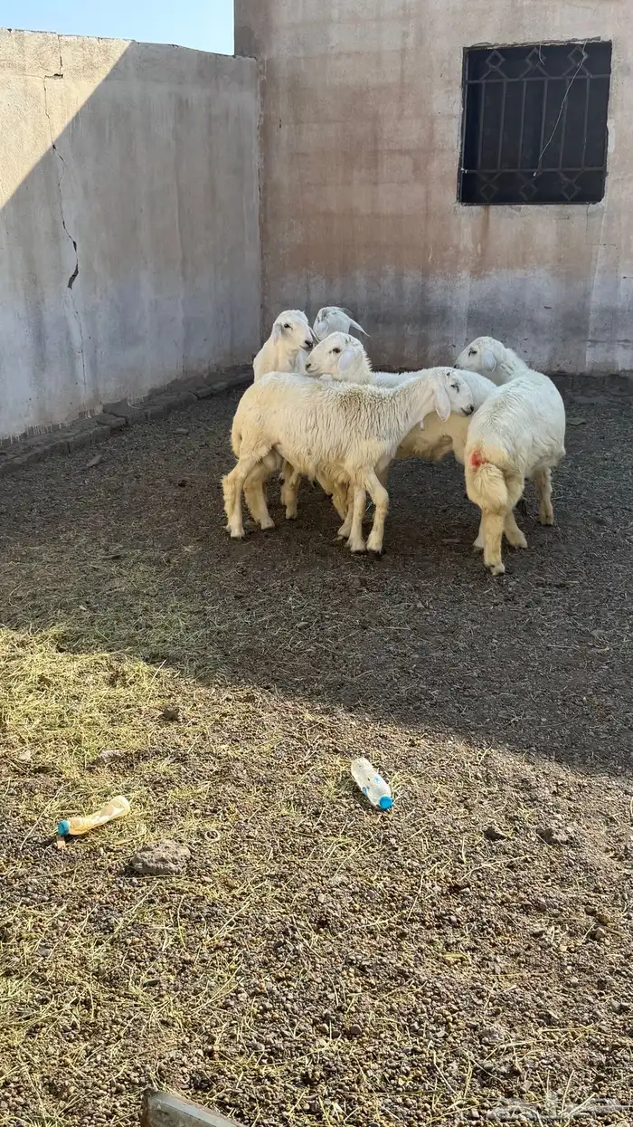 خرفان حرية فاخرة 2