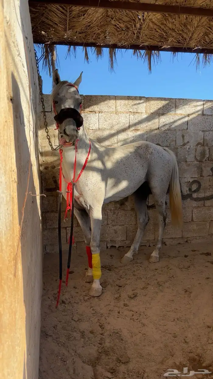 حصان سبوق 1