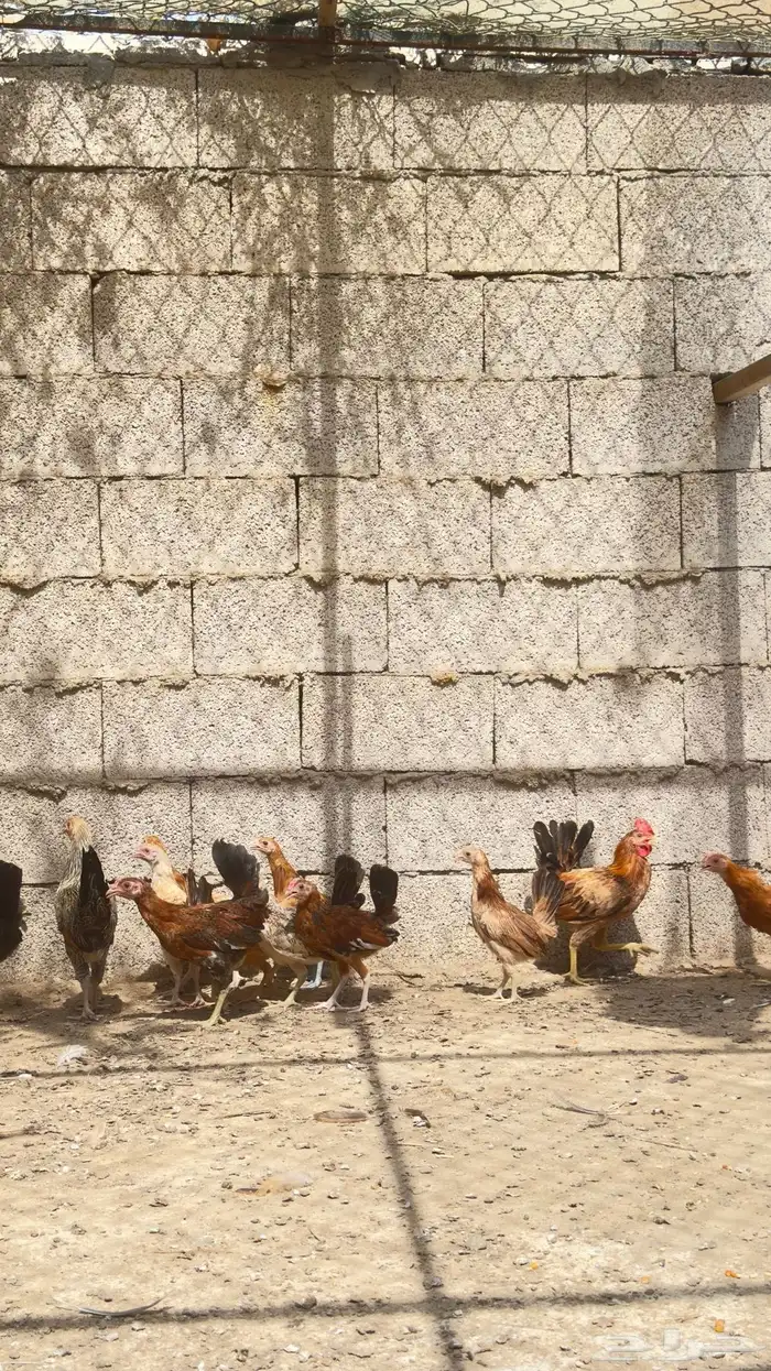 دجاج 1