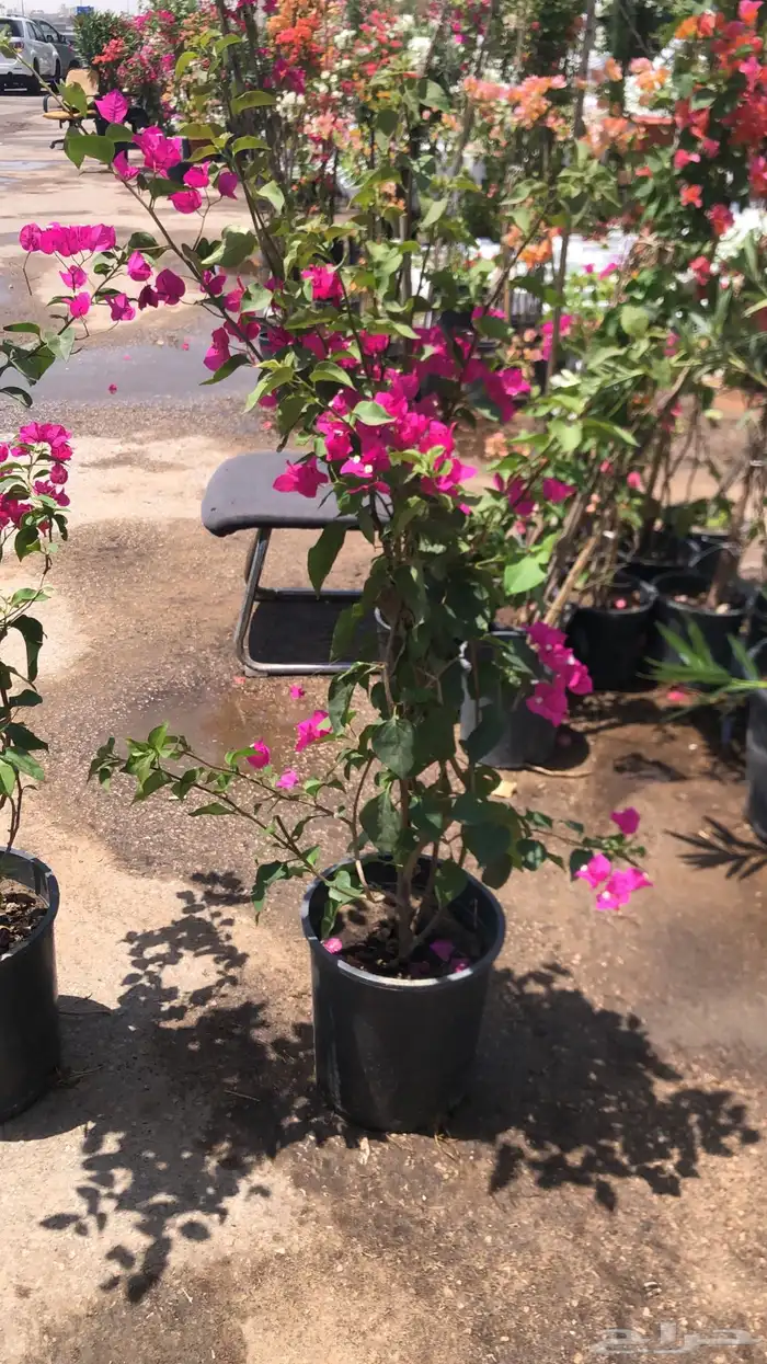 تنسيق الحدائق المنزلية 18