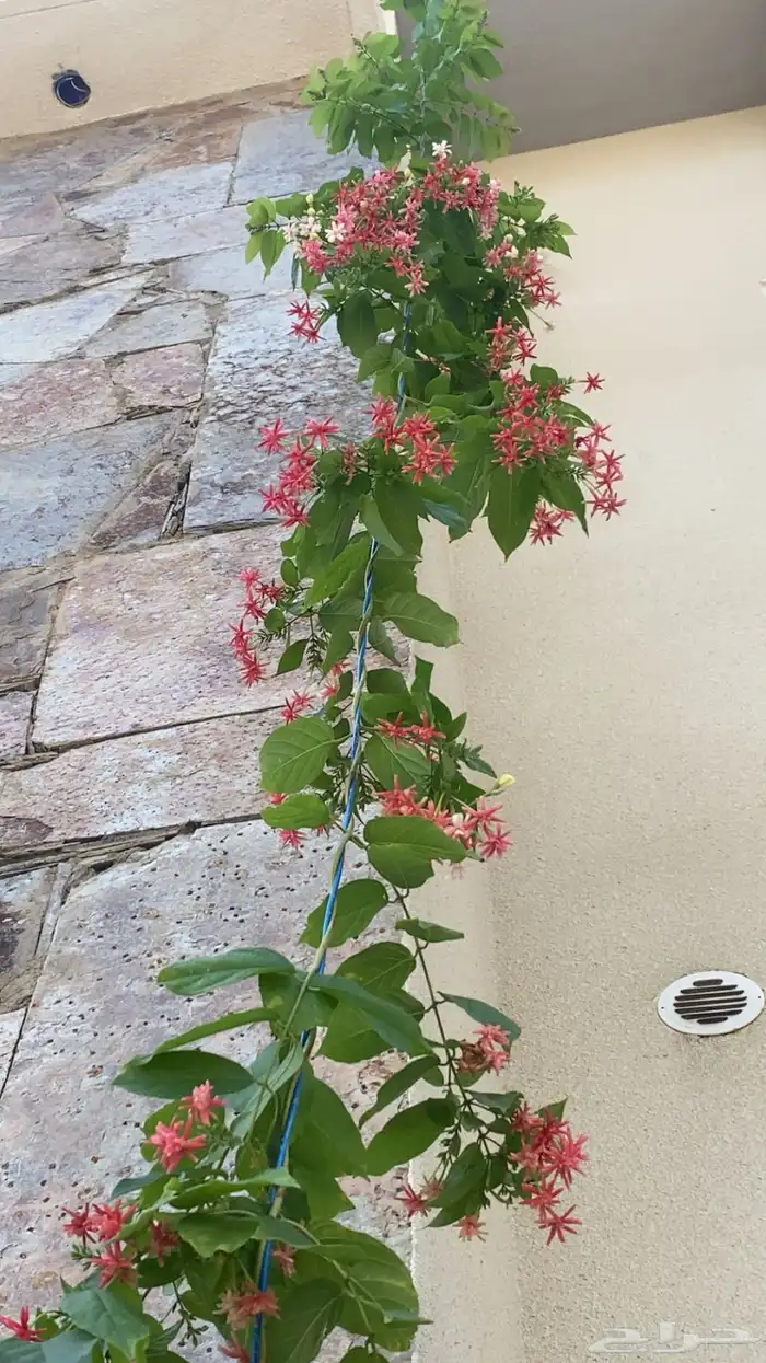 الياسمين الكشميري الدبل (نادره) 1