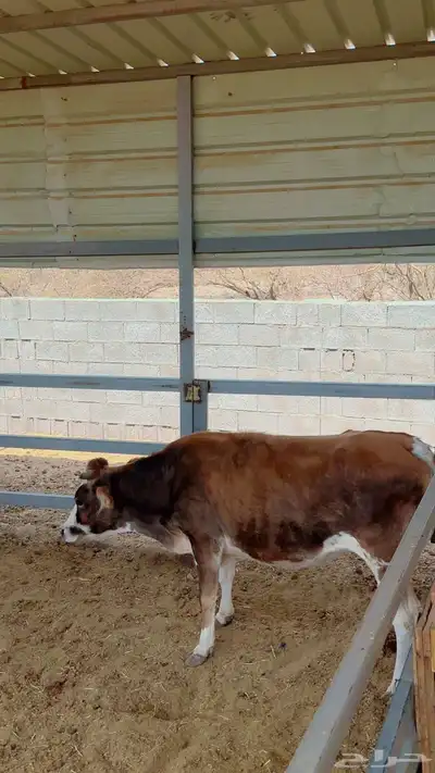 مجموعة أبقار هولنديه وألمانيا و جيرسي index