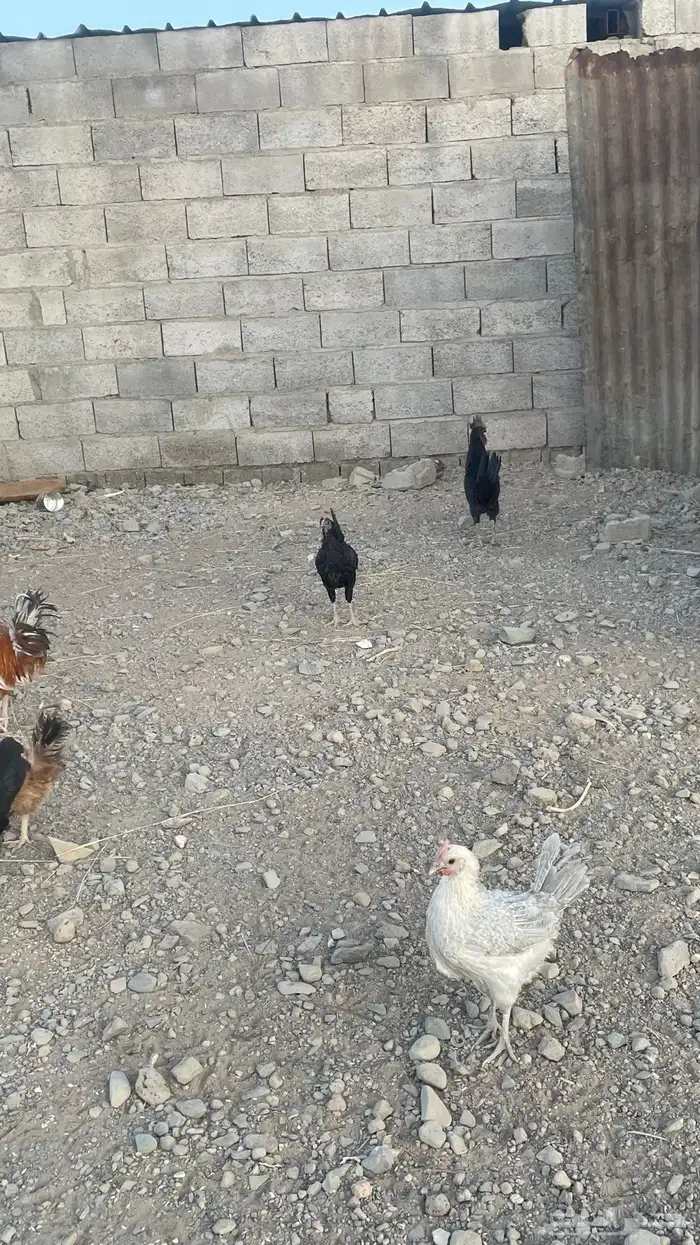 دجاج بلدي 2