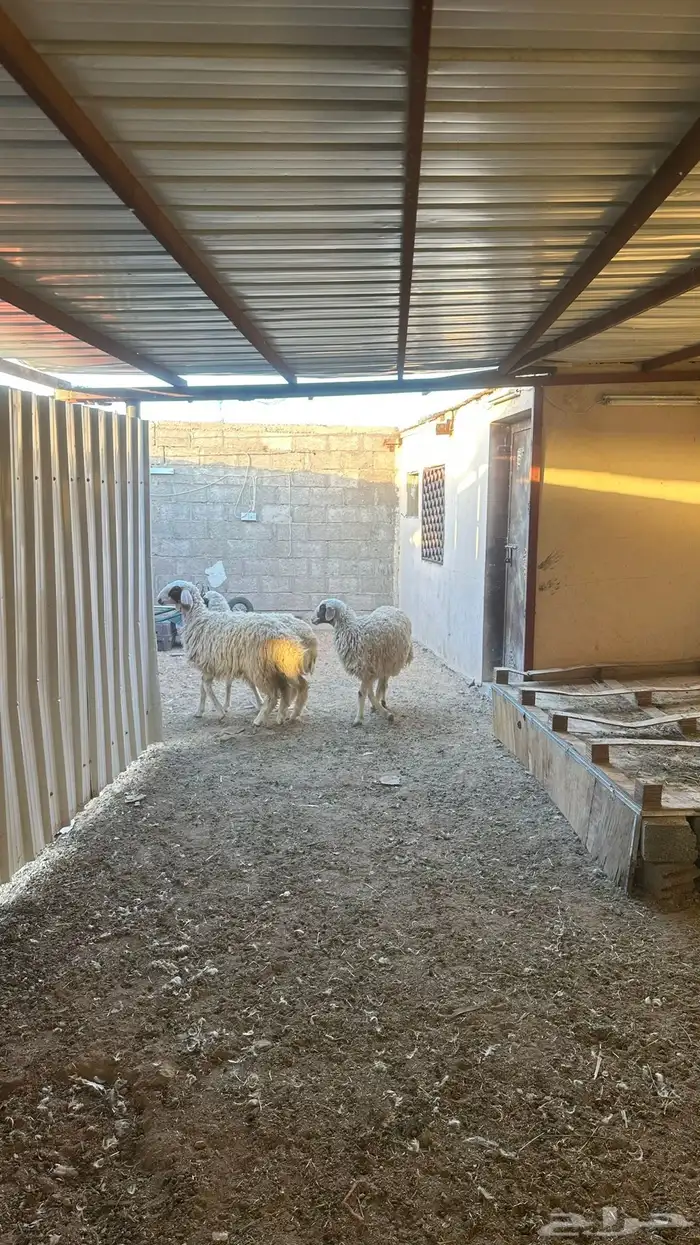 رخال جذعات طيبات 1