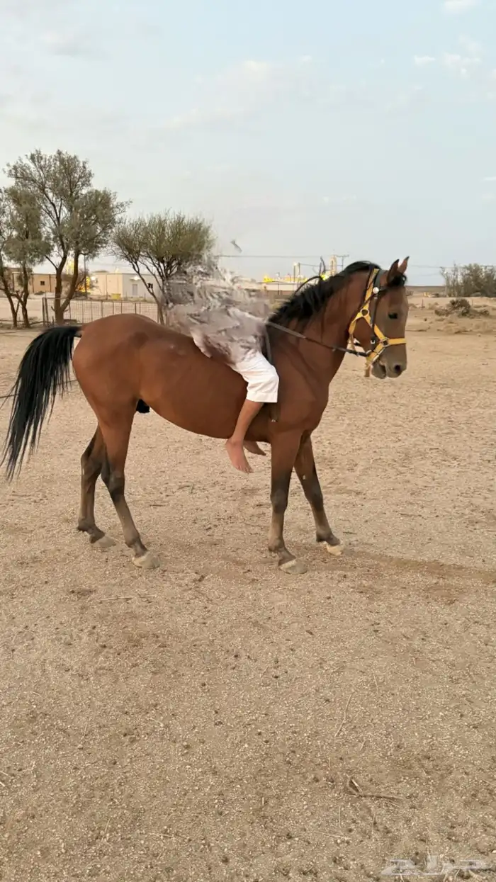 حصان شعبي 5