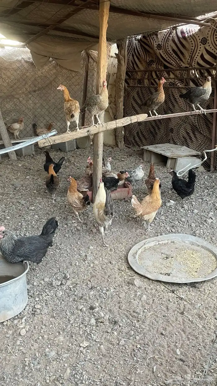 دجاج بلدي 3