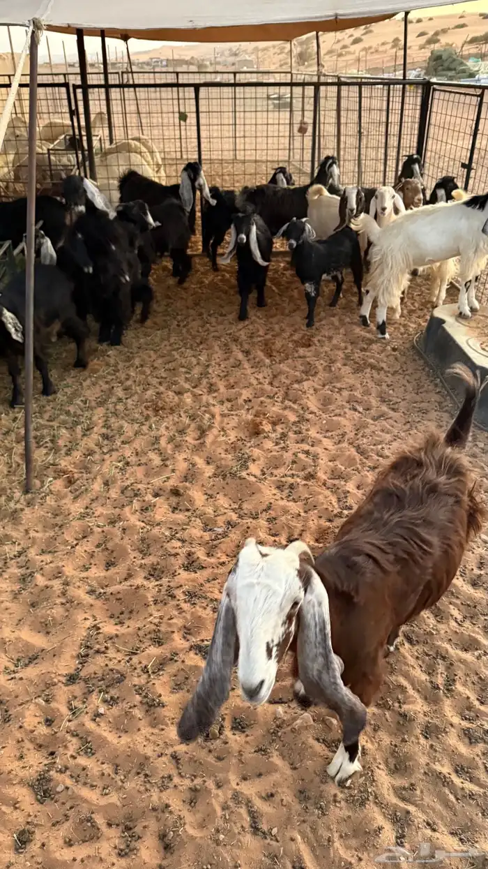 جفرات نظيفه مشروطة للبيع 3