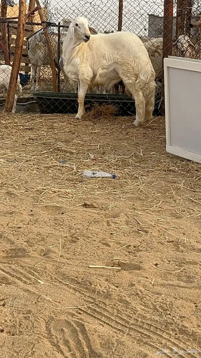 مشروع فحل حري 2