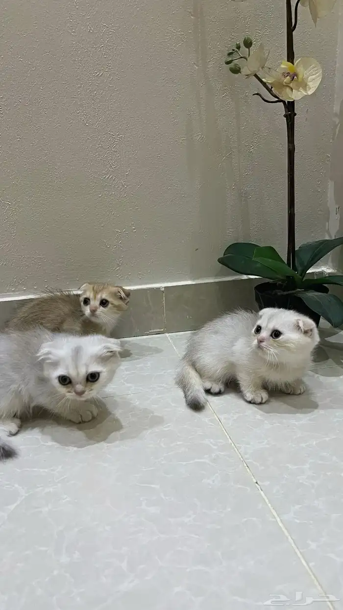 سكوتش فولد بيور 1